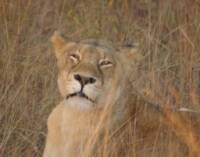 a photo of a lion in grass